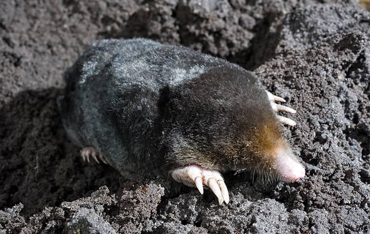 a mole crawling on the ground outside in carrollton texas