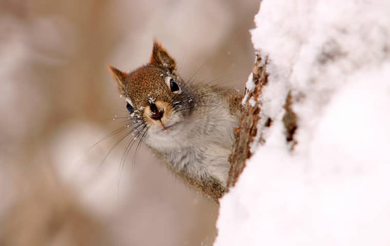 Blog - Squirrels In Winter