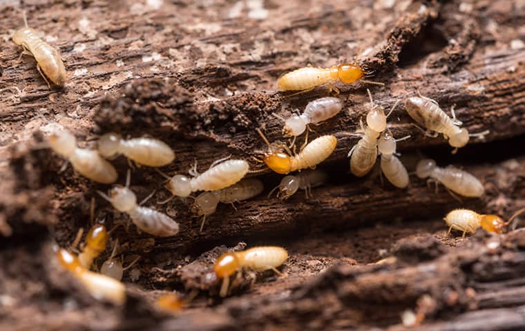 an infestation of termites eating wood in a cypress texas home