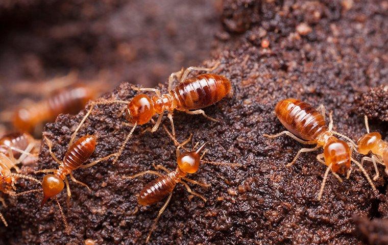 termites crawling throughout their colony