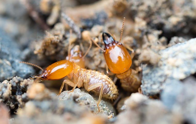 Blog Did You Know Termite Damage Is Usually Not Covered By Homeowners Insurance