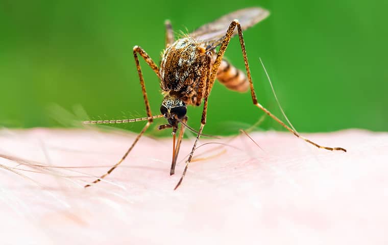 Blog Texas Reports First Case Of Mosquito Borne Zika Virus