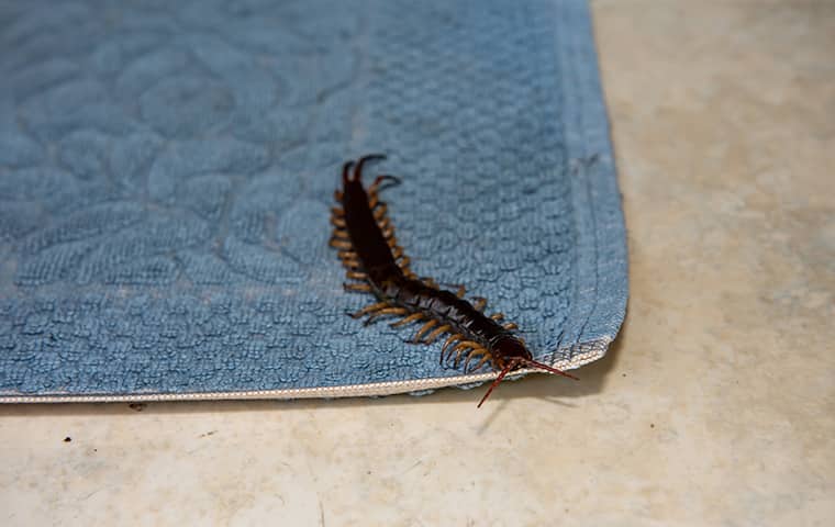 a centipede crawling on a carpet inside of a fort worth texas home