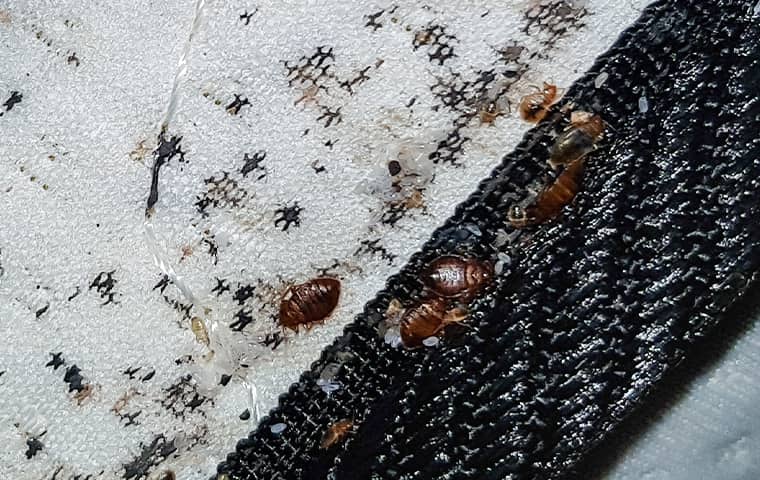 Bed Bugs Will Quickly Spread To Different Areas bed bugs and eggs on a mattress inside of a houston texas home
