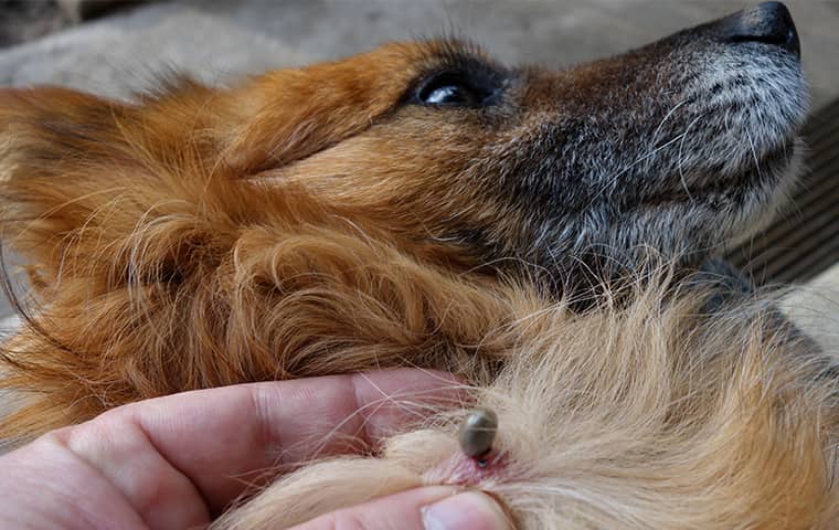 a tick embedded in a dog in allen texas
