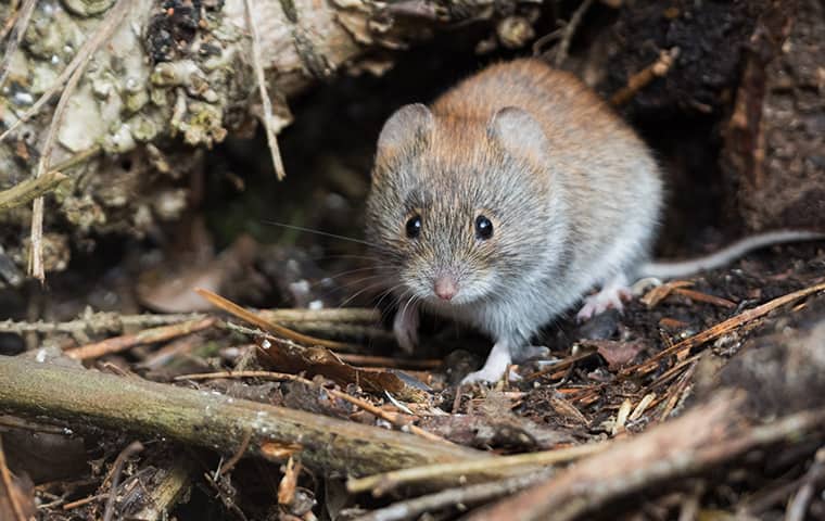 Blog - Vole Burrowing Can Disrupt Root Systems