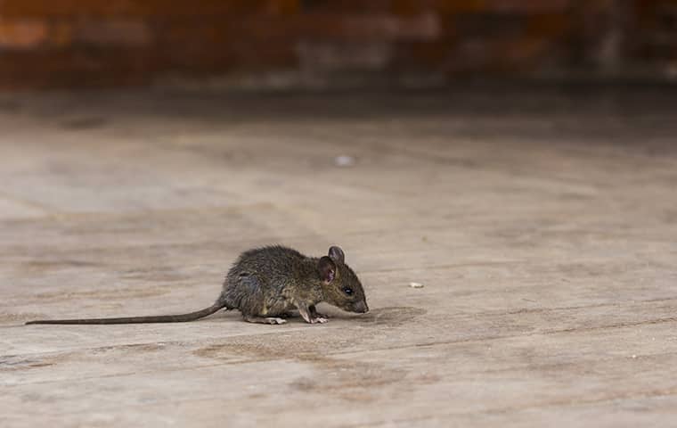 a small mouse scurrying across the floor of a home in dallas texas