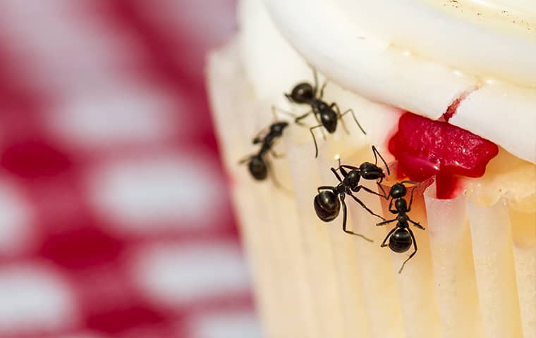 Ants Are Most Commonly Attracted To Sugar ants crawling on a cupcake inside of a home in dallas texas