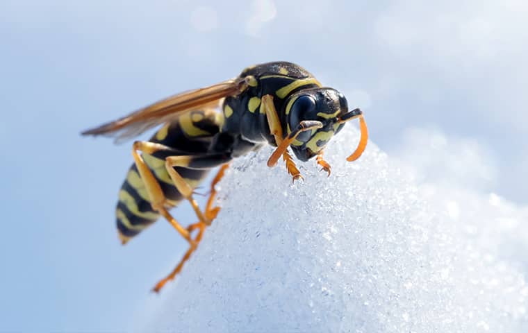 a wasp in the snow outside of a home in forty worth texas
