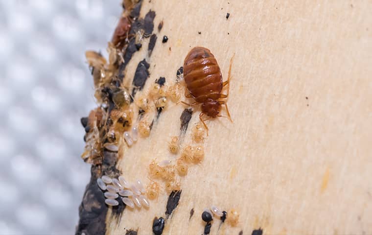 a bed bug crawling on a surface inside of a home in houston texas