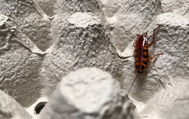 a brown banded cockroach crawling on garbage in a fort worth texas home