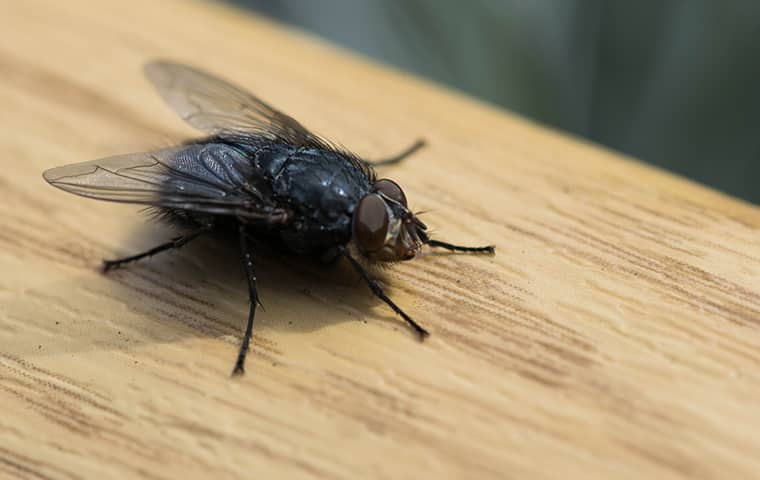 a fly crawling on a table inside of a home in dallas texas