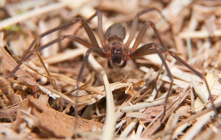 Explore A Variety Of Common Texas Pests a brown recluse spider crawling outside of a home in fort worth texas