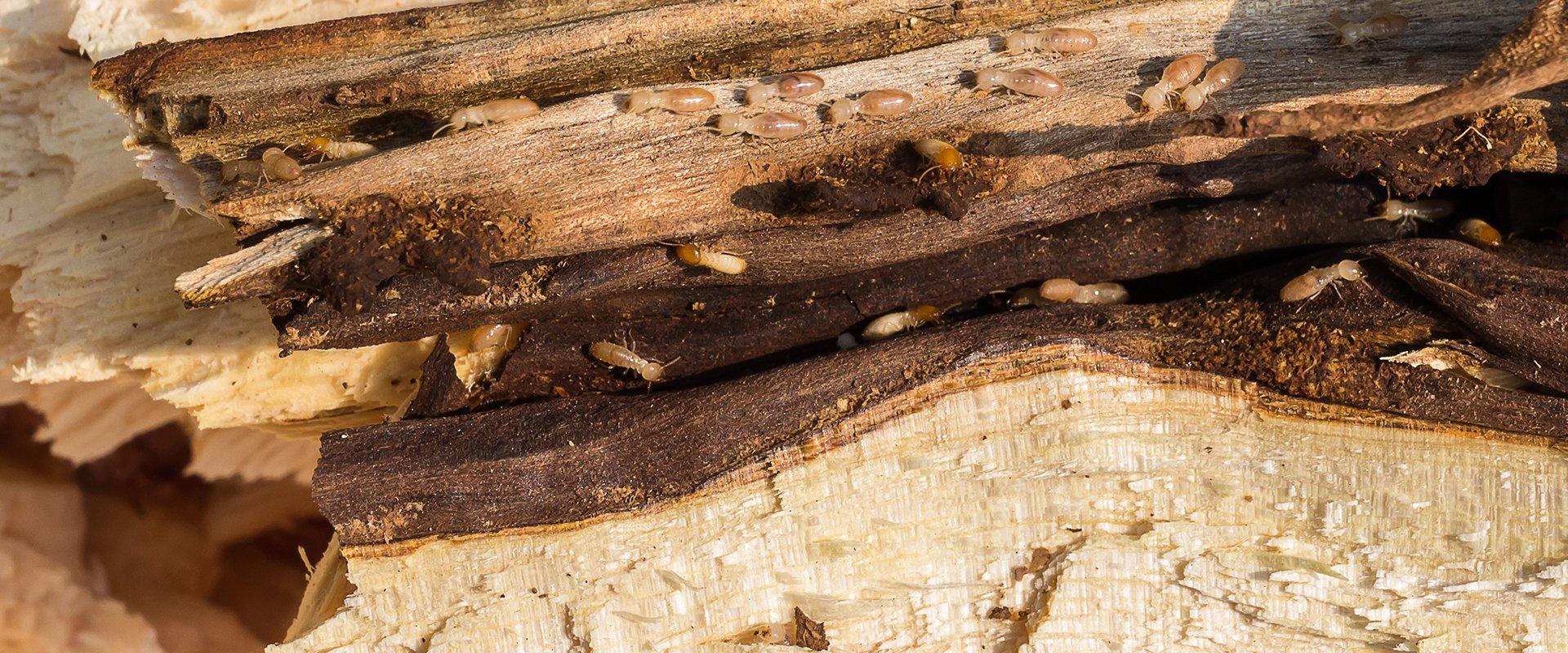 a termite infestation on a wooden structure outside of a home in fort worth texas
