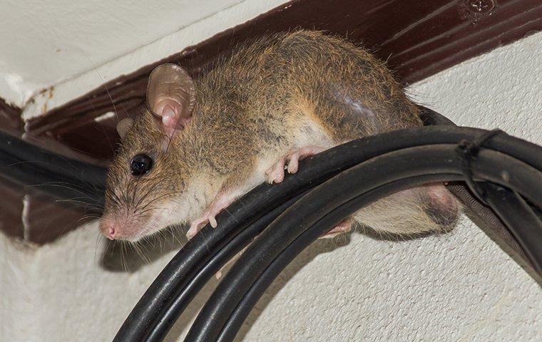 a rodent caught in a home