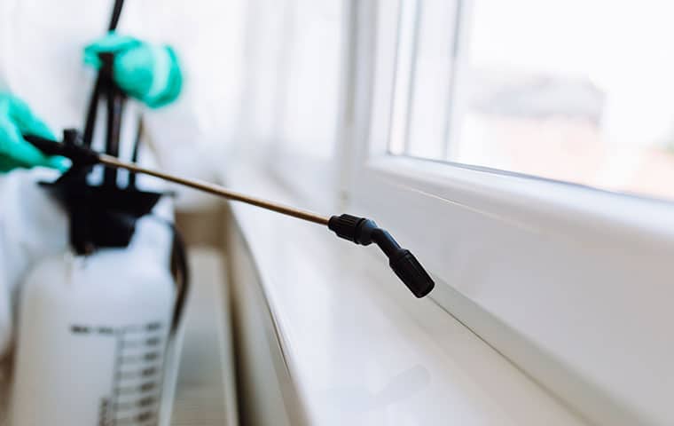 Cantu Offers Customizable Pest Control Treatments close up of a cantu pest control technician spraying a window inside a fort worth texas home