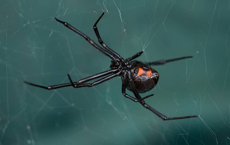 a black widow crawling on a web in a houston texas home