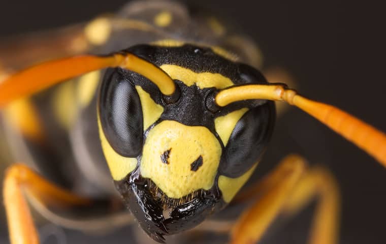 a yellow jacket up close in fort worth texas