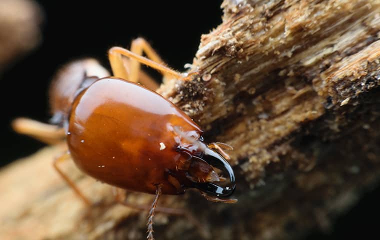 a termite eating wood in a fort worth texas home