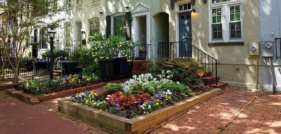 beautiful flowers outside a home in Washington, D.C.