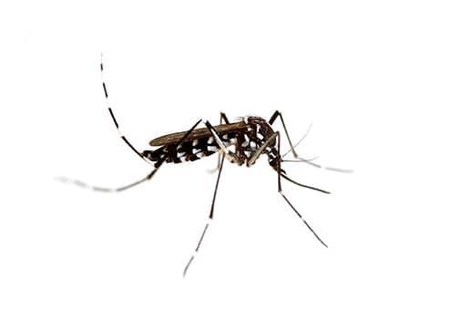 an asian tiger mosquito in virginia