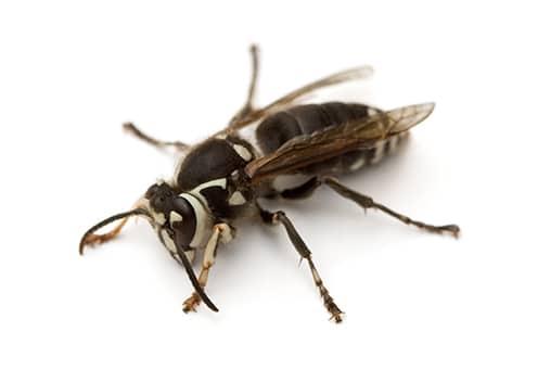 a baldfaced hornet in arlington virginia