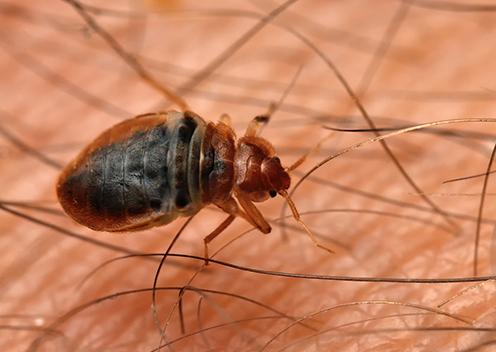 Bed Bugs Are Transferred From Other People a bed bug crawling on a persons leg in green valley maryland