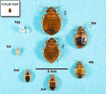 bed bug life stages and scale sizes