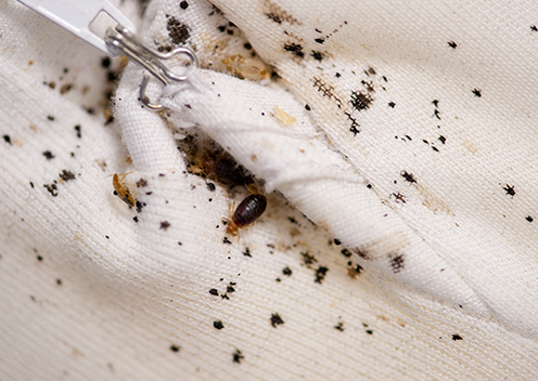 a bed bug surrounded by feces and blood stains on a sweater in glenwood maryland