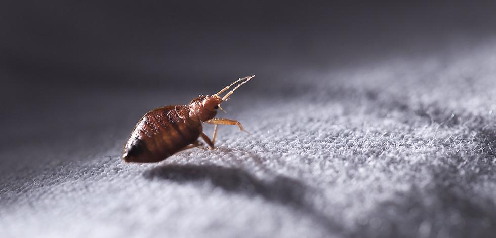 a bed bug crawling on a blanket in a home in bel air maryland