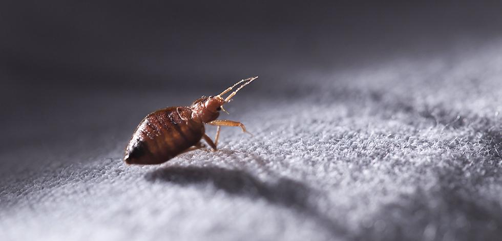 Bed Bugs Thrive In The Warm Weather Of Maryland a bed bug crawling on a blanket in a home in bel air maryland