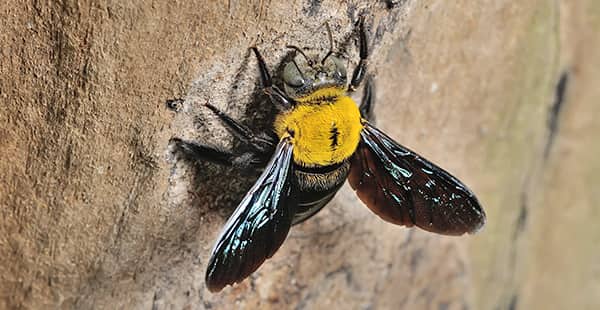 a carpenter bee on a tree outside of a home in bel air maryland