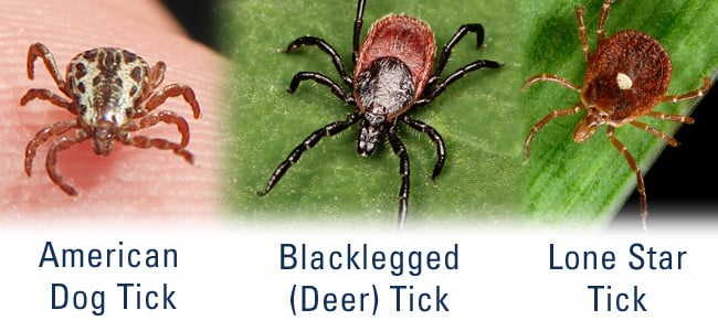 three types of ticks in maryland