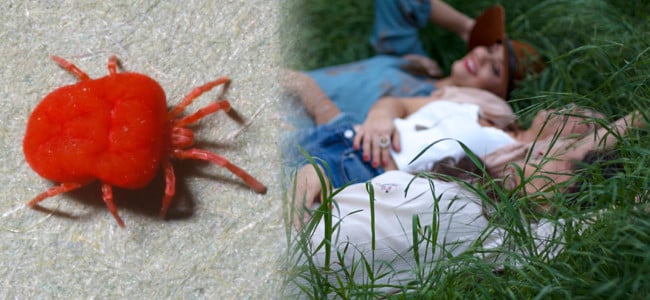 chigger mite and 3 girls laying in thick tall grass