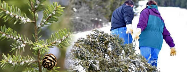 family dragging christmas tree out of the woods