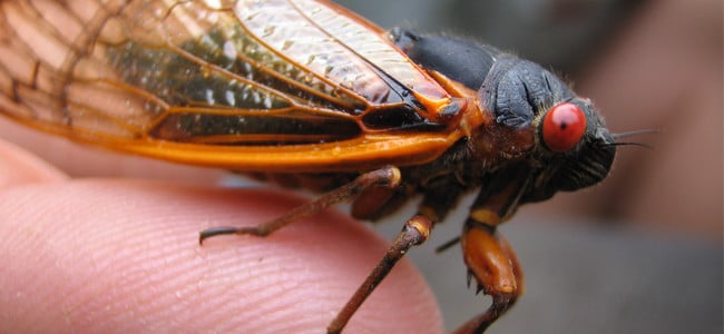 close up of a cicada on a finger