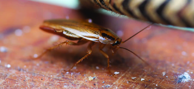 cockroach on a kitchen counter