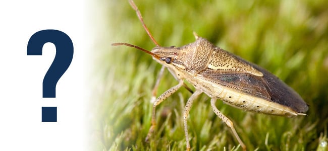 stink bug in grass