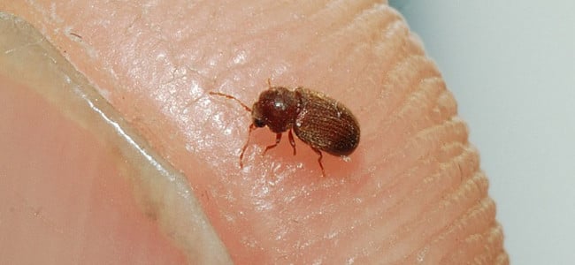 drugstore beetle