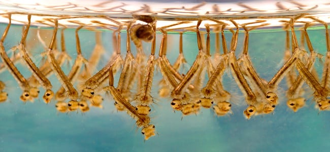 mosquito larvae underwater