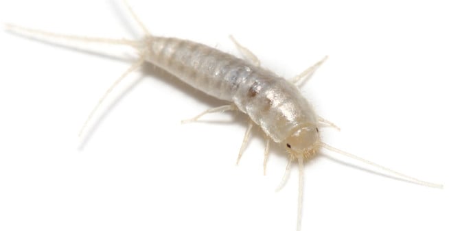 silverfish on a counter top