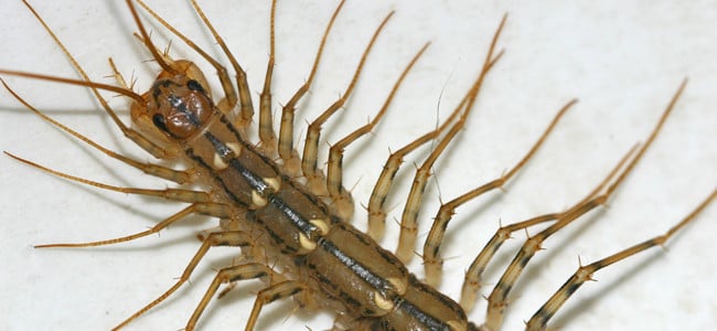 centipede crawling in a maryland home