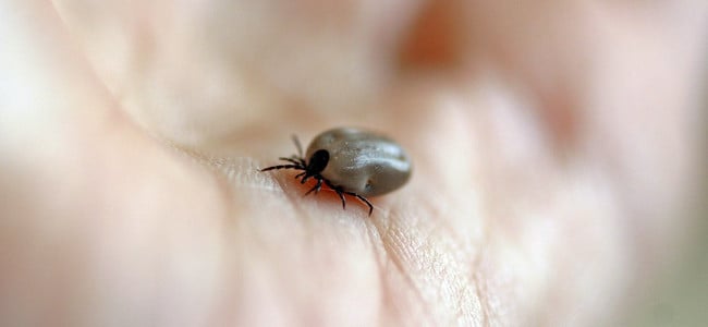 engorged tick