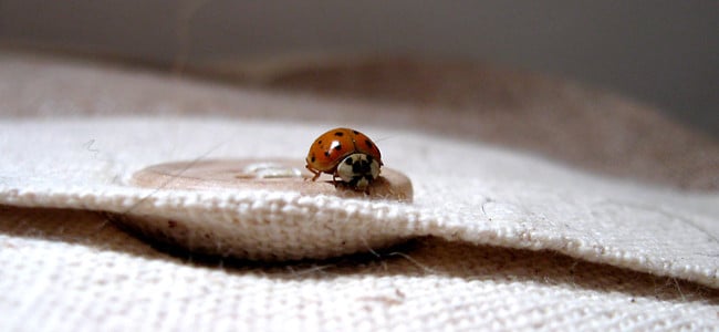 ladybird beetle