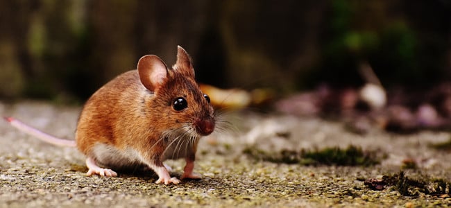 Learn How To Prevent Rodents From Invading Your Home mouse outside on driveway