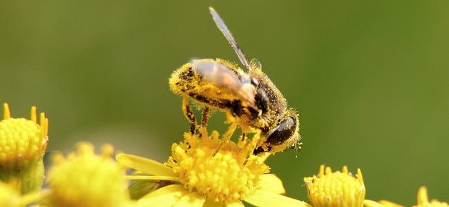 a honey bee on a yellow flower