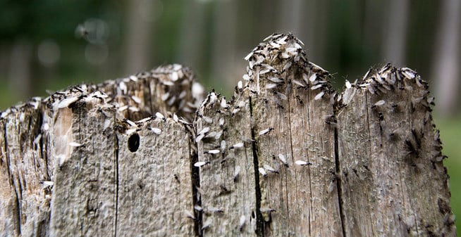 termites in stump