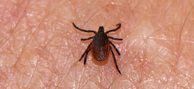 ticks on skin in maryland washington dc and virginia
