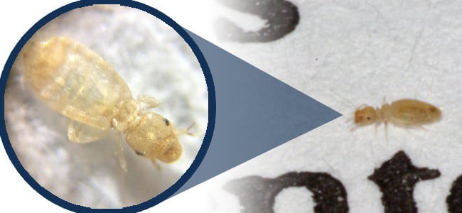 Learn The Differences Between Booklice And Other Pests zoomed in booklice