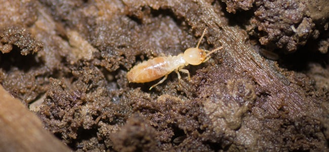 termite on ground